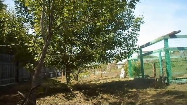 Железов Валерий Пример обрезки и посадки саженцев абрикоса смотреть онлайн