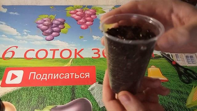 Посев семян баклажанов на рассаду. смотреть онлайн