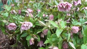 Рождественская роза, морозник - зимний цветок. Морозник восточный Double Ellen Pink.