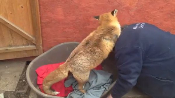 Одомашненная лиса