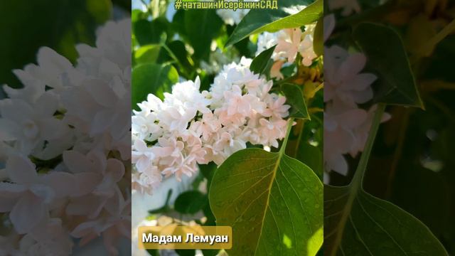 СИРЕНЬ в саду #наташинИсерёжинСАД смотреть онлайн