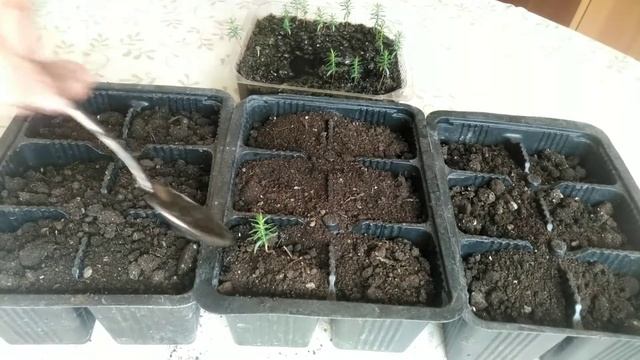 ⚫Туя из семян | Размножение туи семенами | Саженцы туи даром