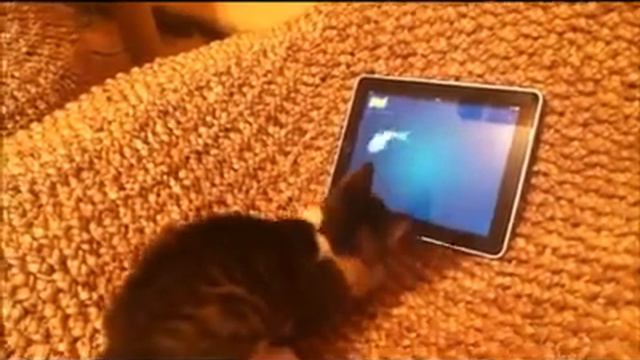 Inspector Tigre Pachoncito y su tableta смотреть онлайн