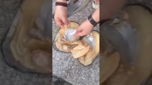 Kheemti Moti . Worlds Costly Perl from shell смотреть онлайн