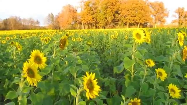 подсолнухи смотреть онлайн