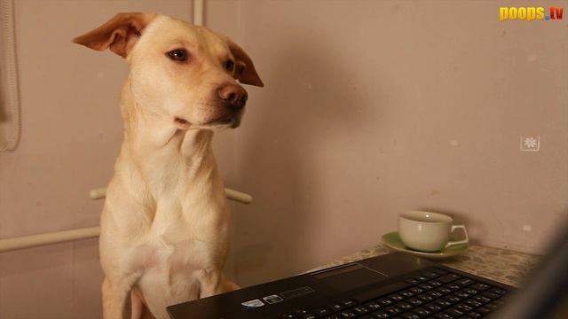 Шарик Вопрос-Ответ 1 смотреть онлайн