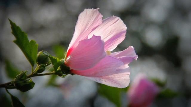 Ф. Шопен - Вальс до-диез минор