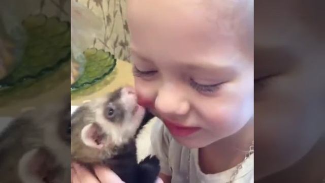 Горностай Буся (домашний хорек людоед) смотреть онлайн