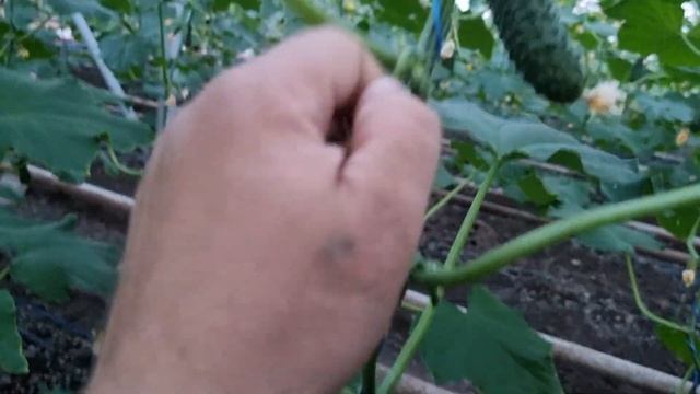 Огурец Бьёрн F1, выращивание огурца в раннем обороте. смотреть онлайн