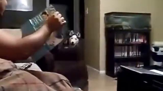 Испуганная Хаски:) смотреть онлайн