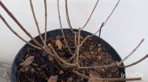 Обрезка гортензии Бобо на ПЫШНОЕ цветение