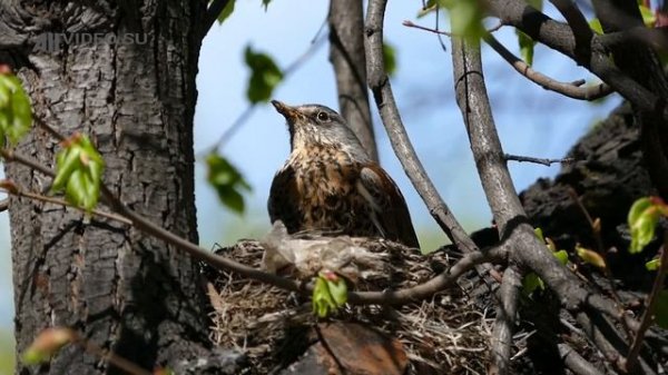 Дрозд-рябинник в гнезде, птенцы. AllVideo.