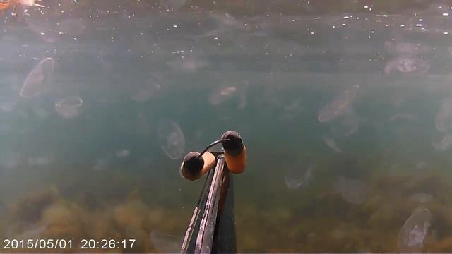 Подводная охота. Море медуз смотреть онлайн