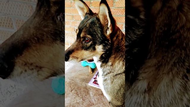 Маня в утреннем дозоре. #dog #краснодар #дача смотреть онлайн