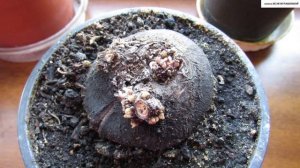 Как ОМОЛОДИТЬ старый ЦИКЛАМЕН.