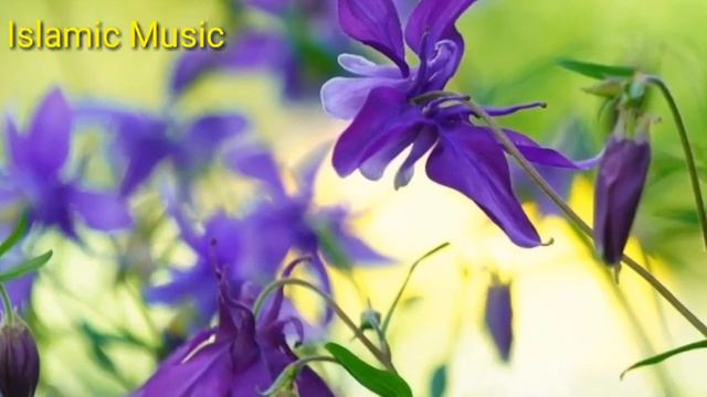 Islamic Background Music No Copyright