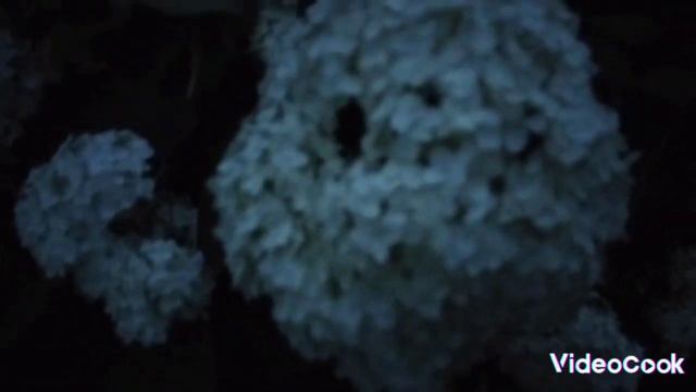 Просто утро,просто дорога, вечер и цветы #пучковалюдмила#деньизжизни#жизньвбеловежскойпуще смотреть онлайн