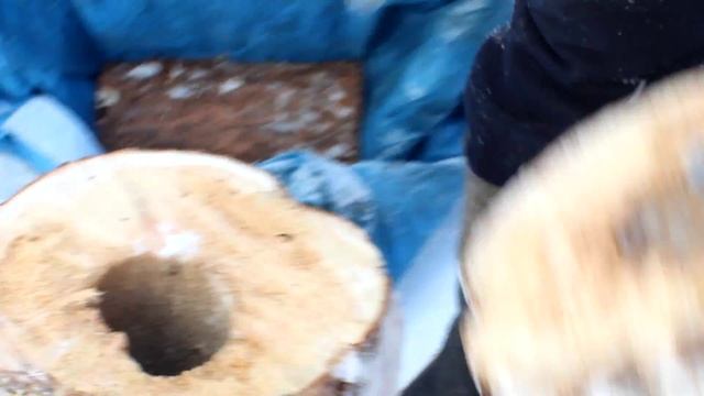 Дупло в дереве. Белечье дупло или дятла. смотреть онлайн