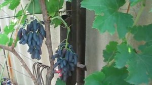 Ведьмины пальцы