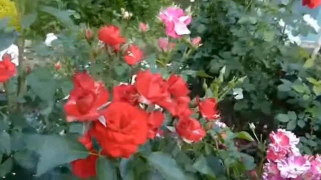 Сентябрьская роза Стихи Афанасий Фет, муз. и исп. Самуил Фрумович смотреть онлайн