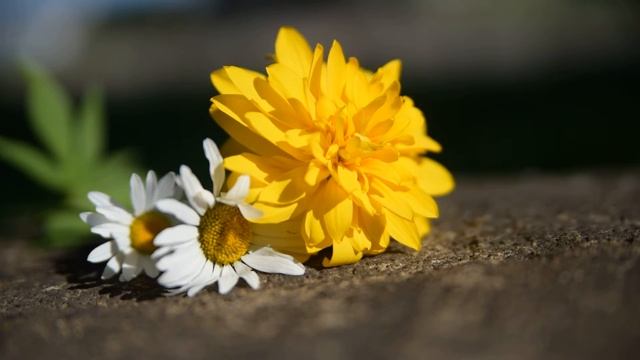 ФУТАЖ Три цветка смотреть онлайн