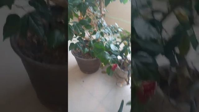 Китайская роза смотреть онлайн