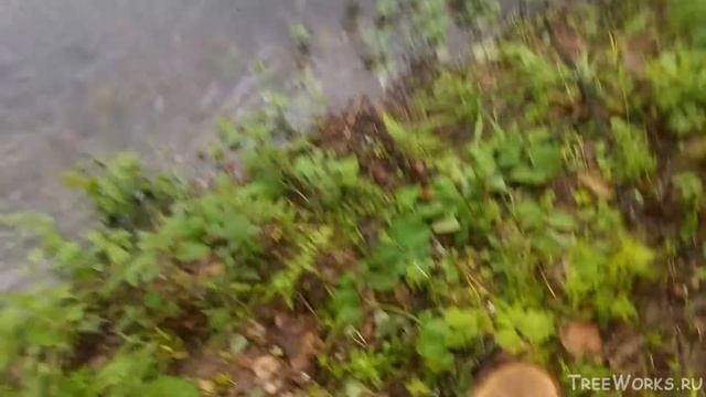 Липа против дуба, сравнение массы сырой древесины смотреть онлайн