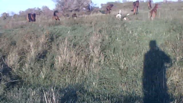 07.10.2023 ЧТО ДЕЛАТЬ? : ЛПХ В ОПАСНОСТИ