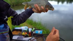 ФИДЕРНАЯ ЛОВЛЯ НА ПРУДУ / ЛОВЛЯ КАРАСЯ / FROS FISHING