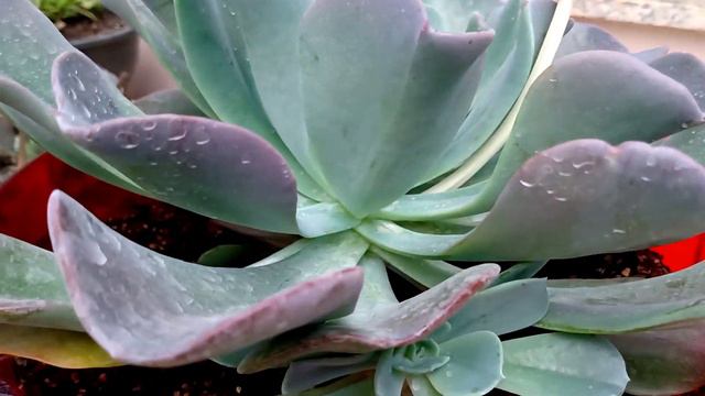 Como cultivar a echeveria Blue Prince смотреть онлайн