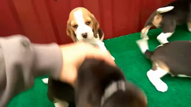 щенки БИГЛЯ на продажу смотреть онлайн