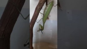 как содержать богомола в домашних условиях