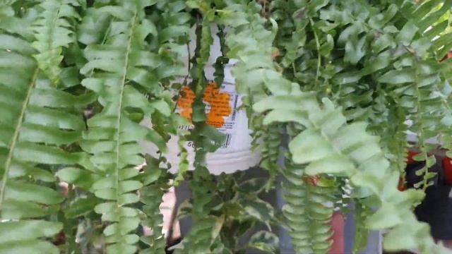 Уцененные комнатные цветы в магазине Оби смотреть онлайн