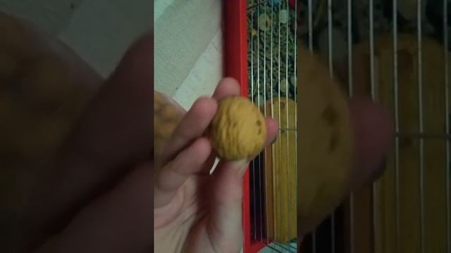 Уход за дегу!? смотреть онлайн