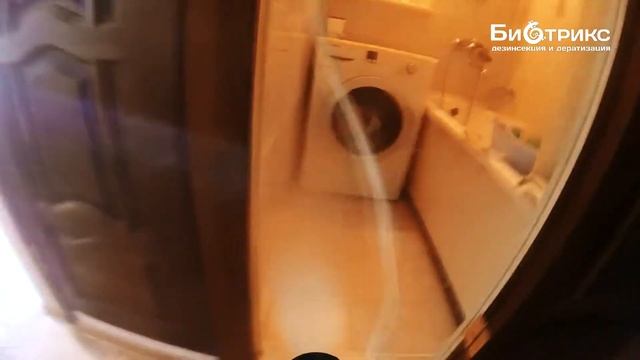 Подвальные блохи пришли в квартиру.Избавили за 15 мин!