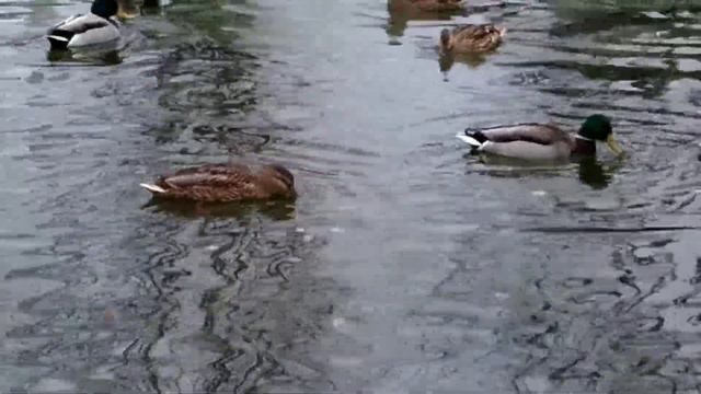 Наши птицы на пруду. Павловский-Посад смотреть онлайн