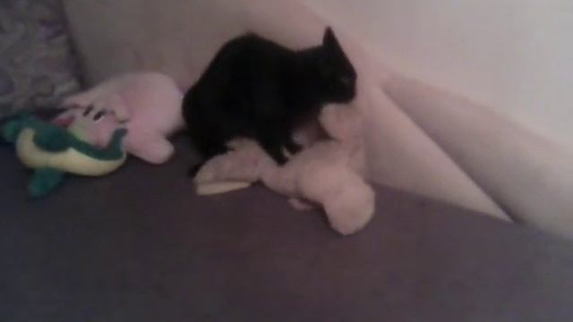 Кошка делает массаж собаке смотреть онлайн