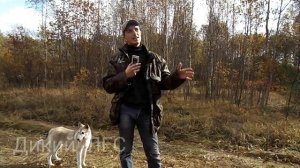 Как правильно искать рога Оленя Лося