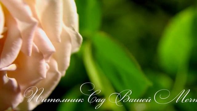 Роза "Pearl gates" - Питомник "Сад Вашей Мечты" (R-553) смотреть онлайн