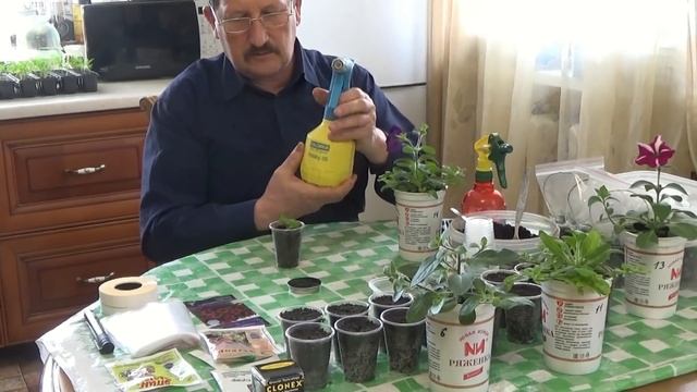 Размножение петунии черенками. смотреть онлайн