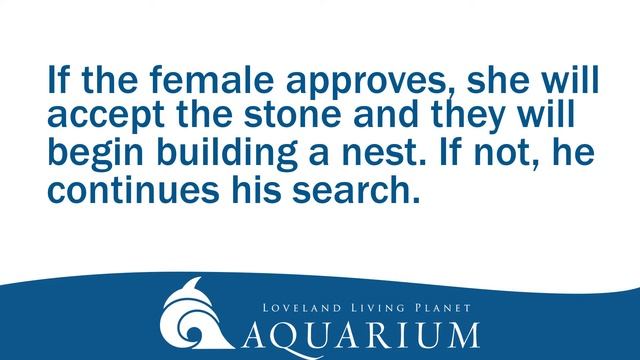 Gentoo Penguin Courtship смотреть онлайн