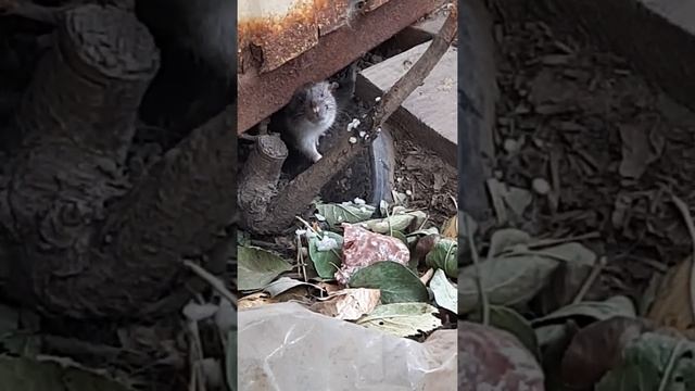 Слепой крысеныш смотреть онлайн