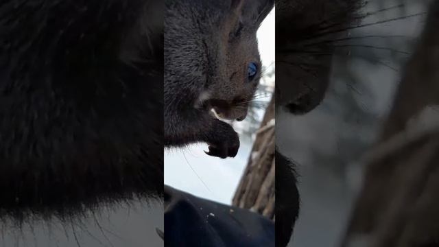 Э ты там рукой то не дёргай- я же тут орешки ем! смотреть онлайн