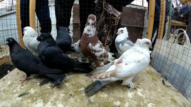 Асака кабутар бозор Asaka Kabutar Bozor #Андижанские Голуби#голуби#кабутар бозор#kabutar Bozor