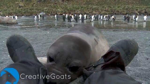 Любопытный детеныш тюленя)) Curious baby seal)) смотреть онлайн