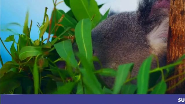 koala | Cute Koalas Bears | life facts of koala | life of koala animal | animal deep life смотреть онлайн