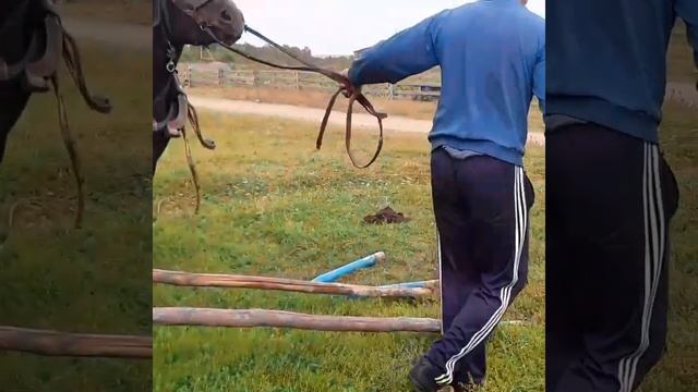 Как запрягаю лошадь в грабли и мчусь на поле.
