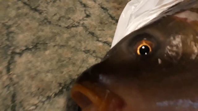 Карп на вечерю живий/// KARP POLSKI MY VIDEO VLOG EUFOPE TRAVEL