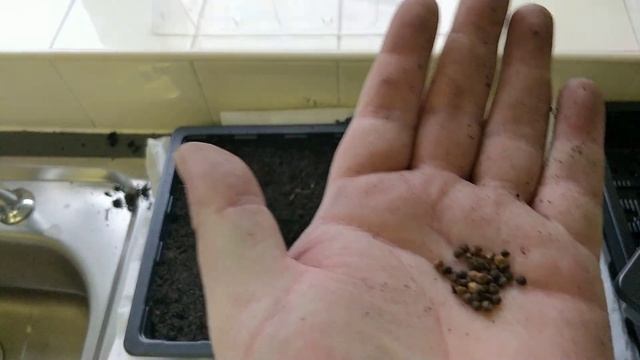 Growing CONVOLVULUS From Seed PART I