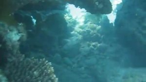 Красное море Групер